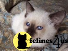 kittenluv Picture 1
